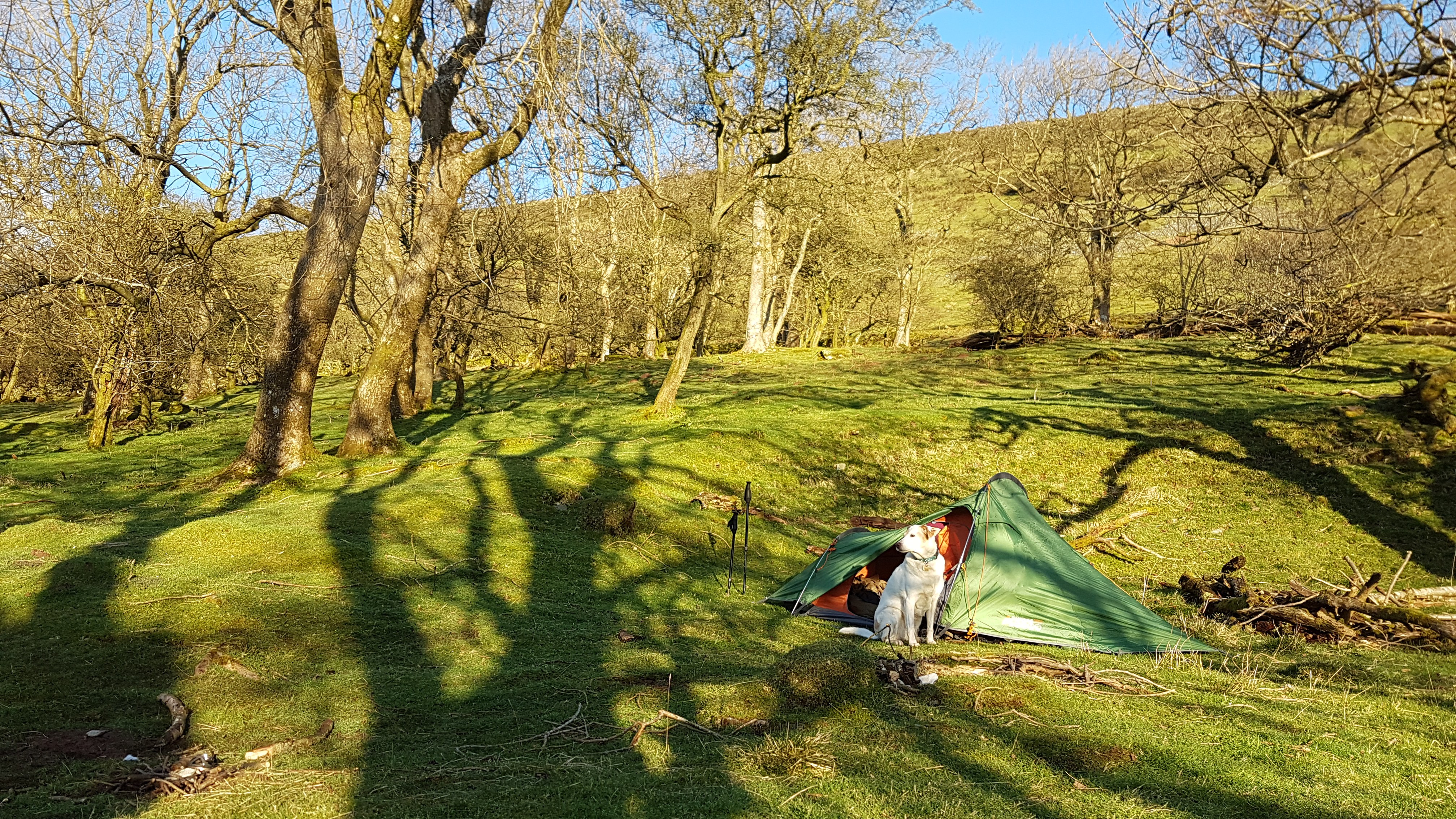 Top tips for wild camping with dogs