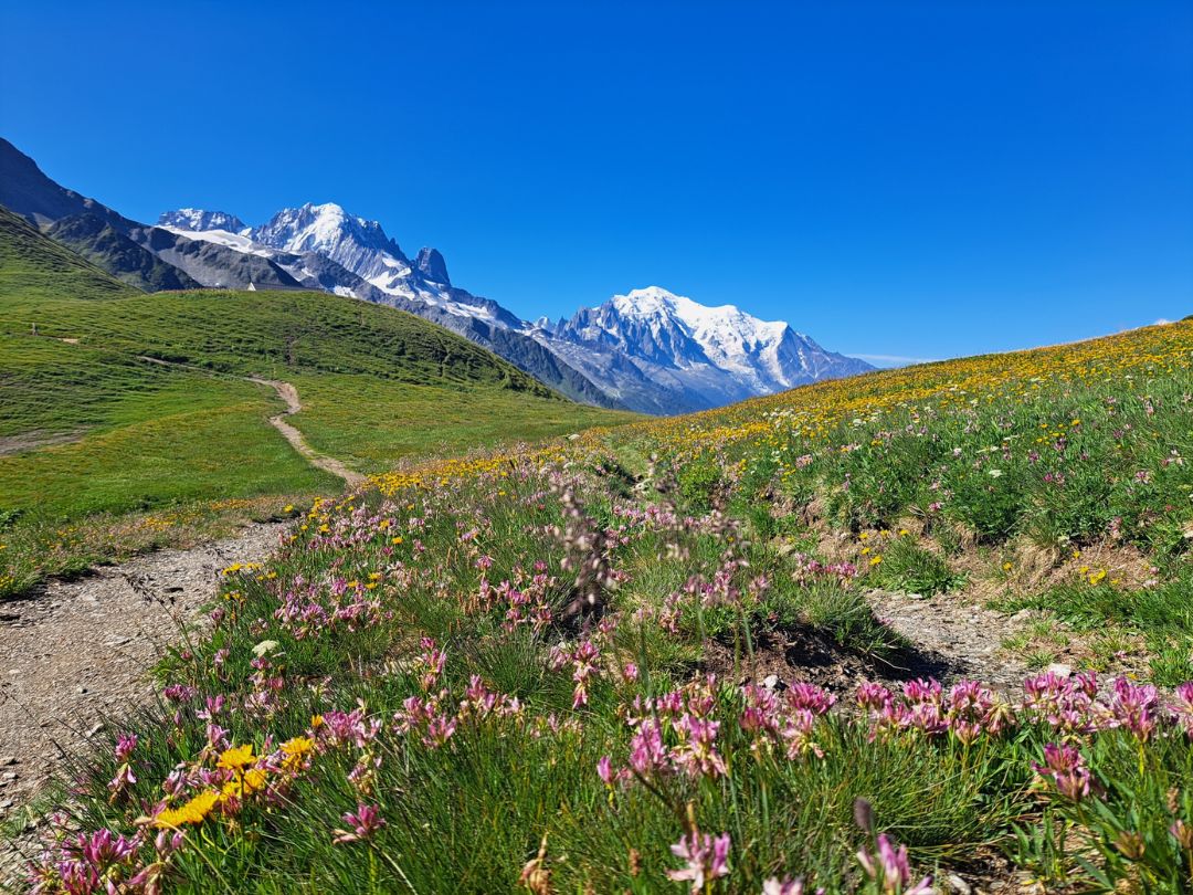 Snowy mountains with meadows and flowers infront