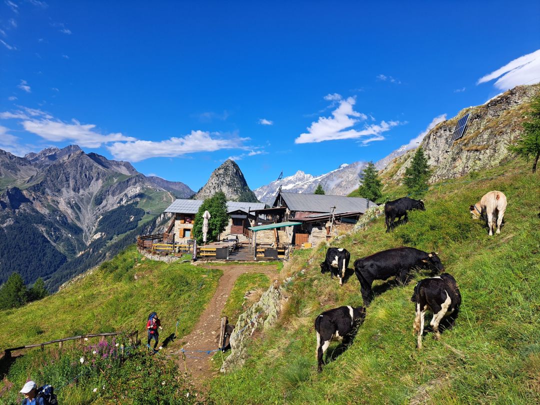 A mountain hut with goats outside