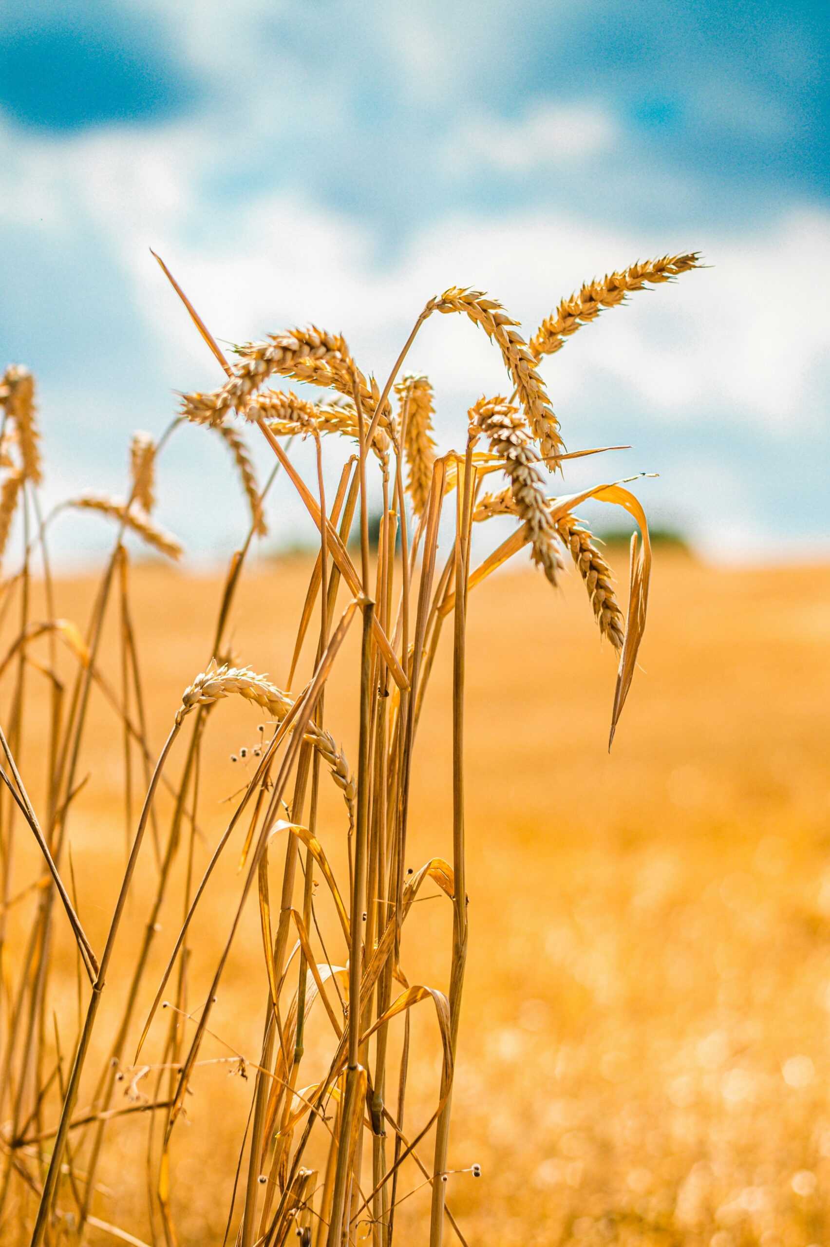 wheat ears